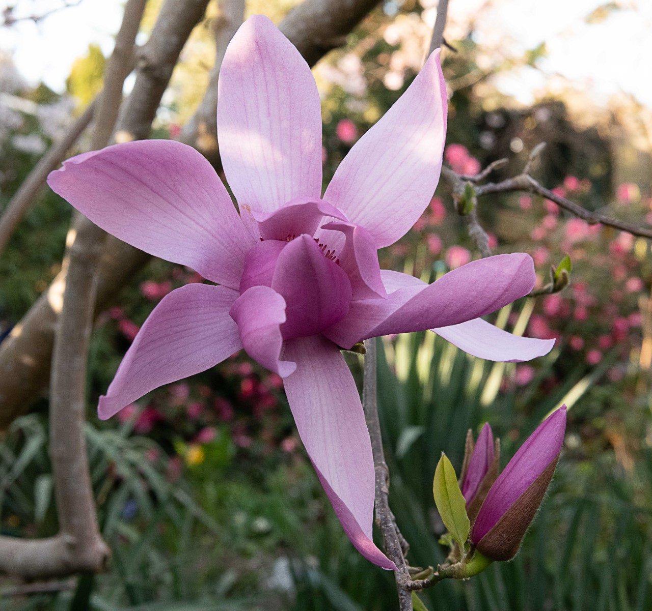 M. 'Caerhays Surprise' AGM